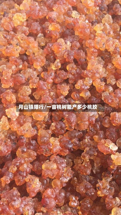 月山镇限行/一亩桃树能产多少桃胶